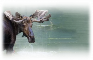 Wildlife in Glacier National Park. Enjoy the tranquility and peacefulness of the Park. Stay at Glacier Bear Cabin Inside Glacier. Close to Lake McDonald