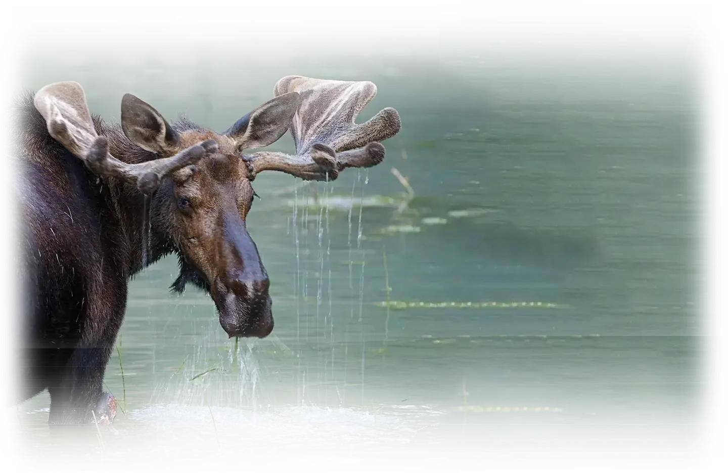 Wildlife in Glacier National Park. Enjoy the tranquility and peacefulness of the Park. Stay at Glacier Bear Cabin Inside Glacier. Close to Lake McDonald