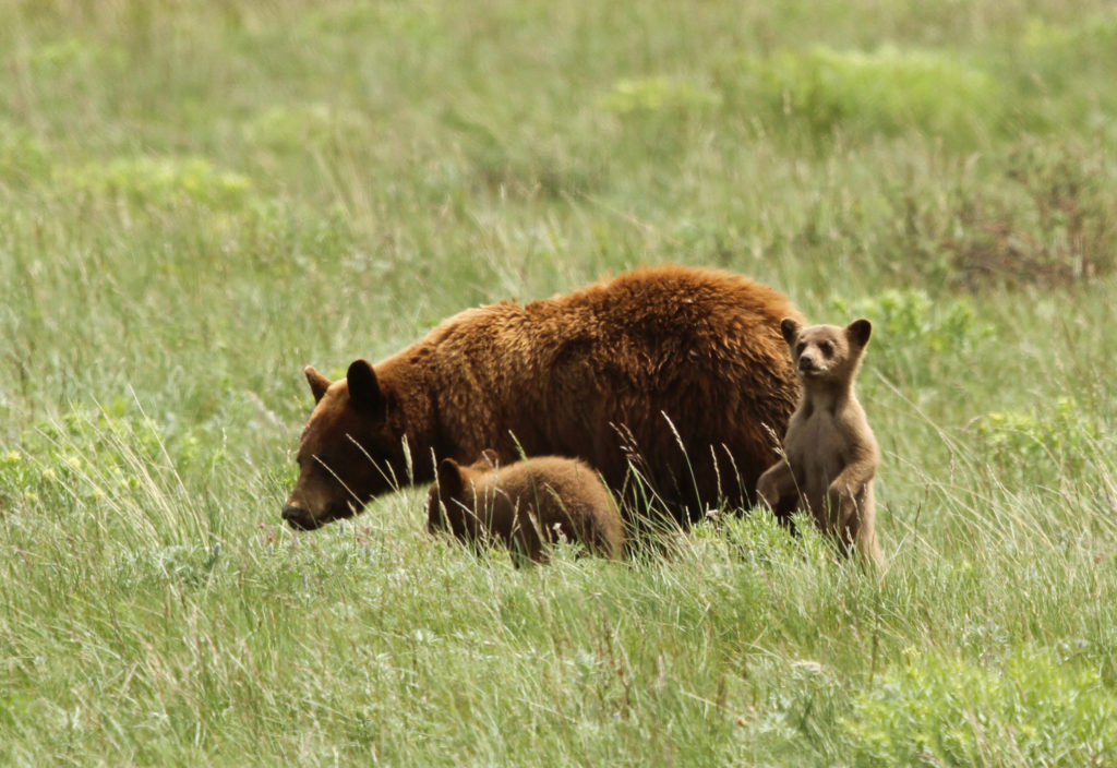 Glacier National Park - black bear with cubs - Glacier NP