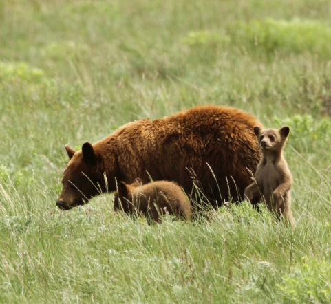 Glacier National Park - black bear with cubs - Glacier NP