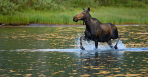 Moose in Glacier Glacier National Park