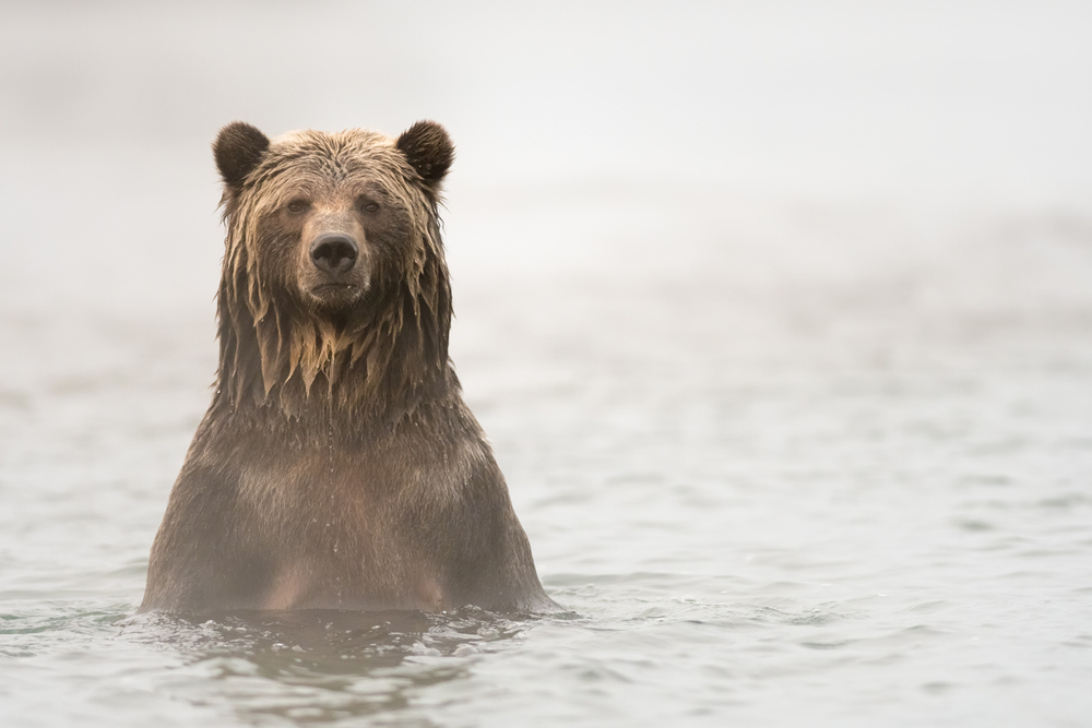 Glacier National Park in Northwest Montana. West Glacier Bear Cabin is a 2 bedroom, 1 bathroom in Apgar Village and Lake McDonald in West Glacier