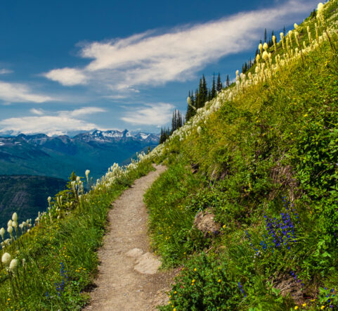 View From Highline Trail in Glacier National Park. Glacier Bear Cabin