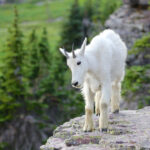 wildlife in glacier national park glacier bear cabin mountain goat