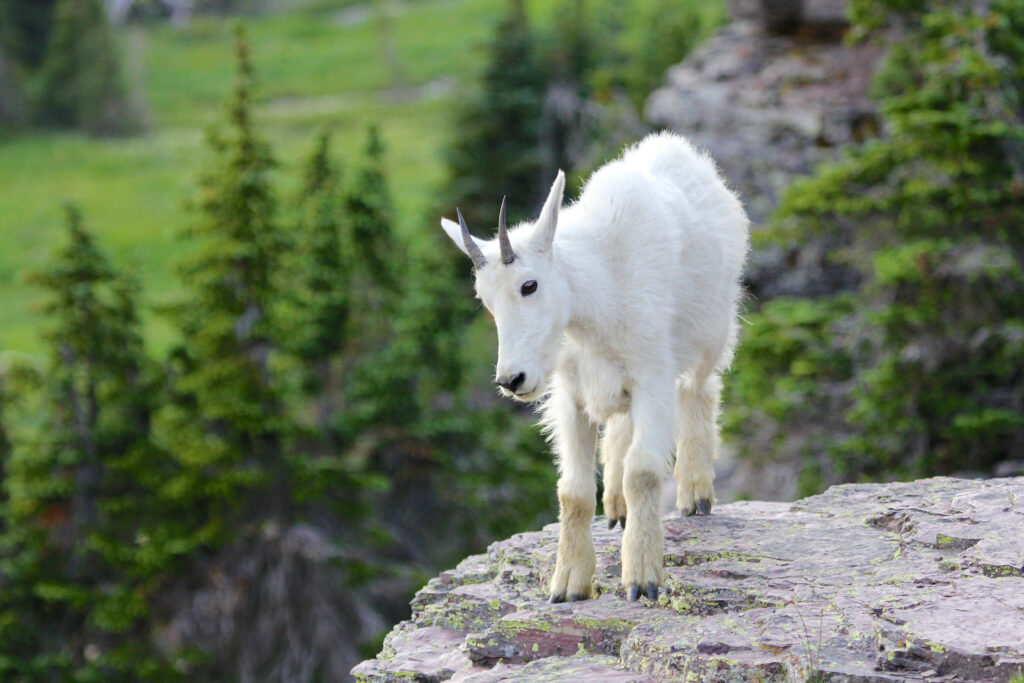 Mountain goats in west glacier national park are a part of the wonderful wildlife in this area