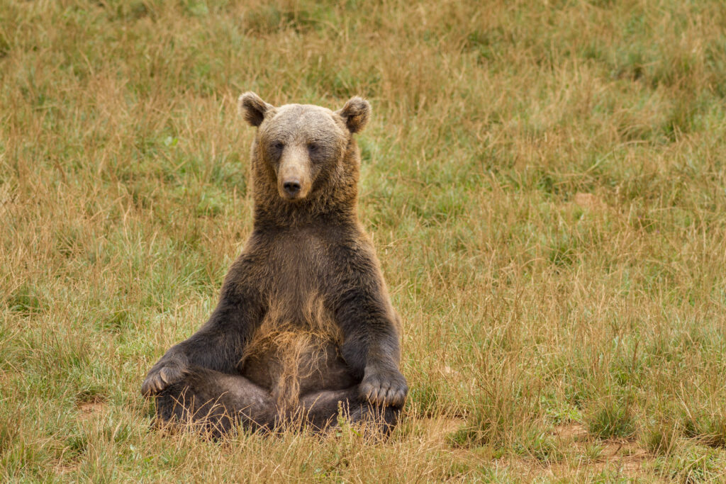 Bring the Bear Spray you're hiking in GNP. Hiking in glacier national park. West Glacier Bear Cabin has extra perks when you stay with us at our 2 bedroom, 1 bath cabin at Apgar Village near Lake McDonald