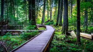 Lake McDonald is known for its beautiful rocks. Wildflowers in GNP. Bring the Bear Spray you're hiking in GNP. Hiking in glacier national park. West Glacier Bear Cabin has extra perks when you stay with us at our 2 bedroom, 1 bath cabin at Apgar Village near Lake McDonald