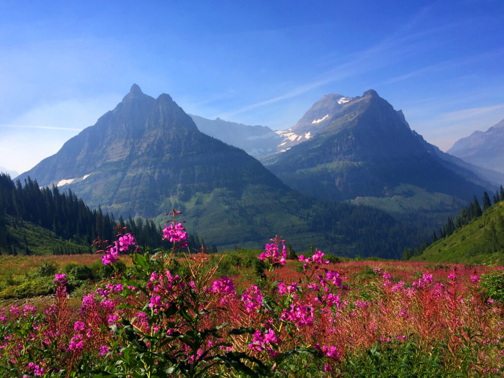 Wildflowers in GNP. Bring the Bear Spray you're hiking in GNP. Hiking in glacier national park. West Glacier Bear Cabin has extra perks when you stay with us at our 2 bedroom, 1 bath cabin at Apgar Village near Lake McDonald