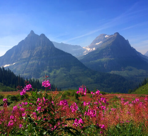 Wildflowers in GNP. Bring the Bear Spray you're hiking in GNP. Hiking in glacier national park. West Glacier Bear Cabin has extra perks when you stay with us at our 2 bedroom, 1 bath cabin at Apgar Village near Lake McDonald