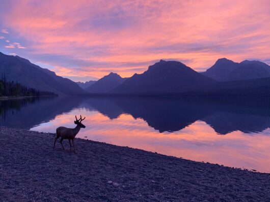 Lake McDonald, Inside Glacier National Park. Stay at West Glacier Bear Cabin, right around the corner from Lake McDonald. 2 bedroom, 1 bath cute cabin in Apgar Village is the ideal location for your Glacier National Park vacation