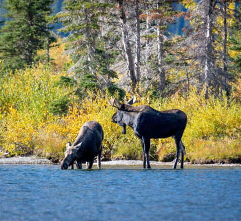 What wildlife will you see in Glacier National Park on your getaway? Accommodations at West Glacier Bear Cabin include a king bed, bunks, sofa sleeper, air conditioning, kayaks, paddleboards and e-bikes are all included in your stay and on-site for your unlimited use. At West Glacier Bear Cabin, you’re close to the trails and Lake McDonald. Enjoy this special 2 bedroom, 1 bath cabin in Apgar Village.
